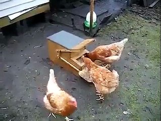 Wow    Awesome Chicken s Feeding Box