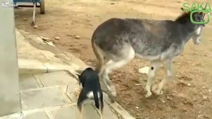Yemeğine İş Koyan Köpeğe Eşekten İbretlik Ayar