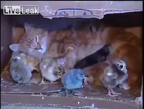 DUnya News - Cat takes care of newborn chicks