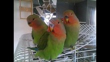 my birds 001