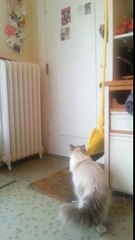 Cat Welcomes Home Soldier (awesome)