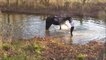 Un cheval découvre que jouer dans l'eau c'est cool! Fini la phobie de l'eau...