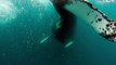 Plus belle expérience : plonger en snorkeling avec les baleines