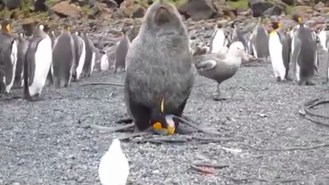 Des coïts entre otaries et manchots intriguent les scientifiques