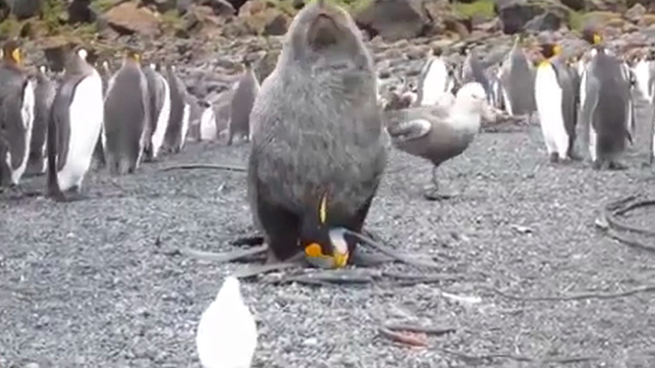 Des coïts entre otaries et manchots intriguent les scientifiques