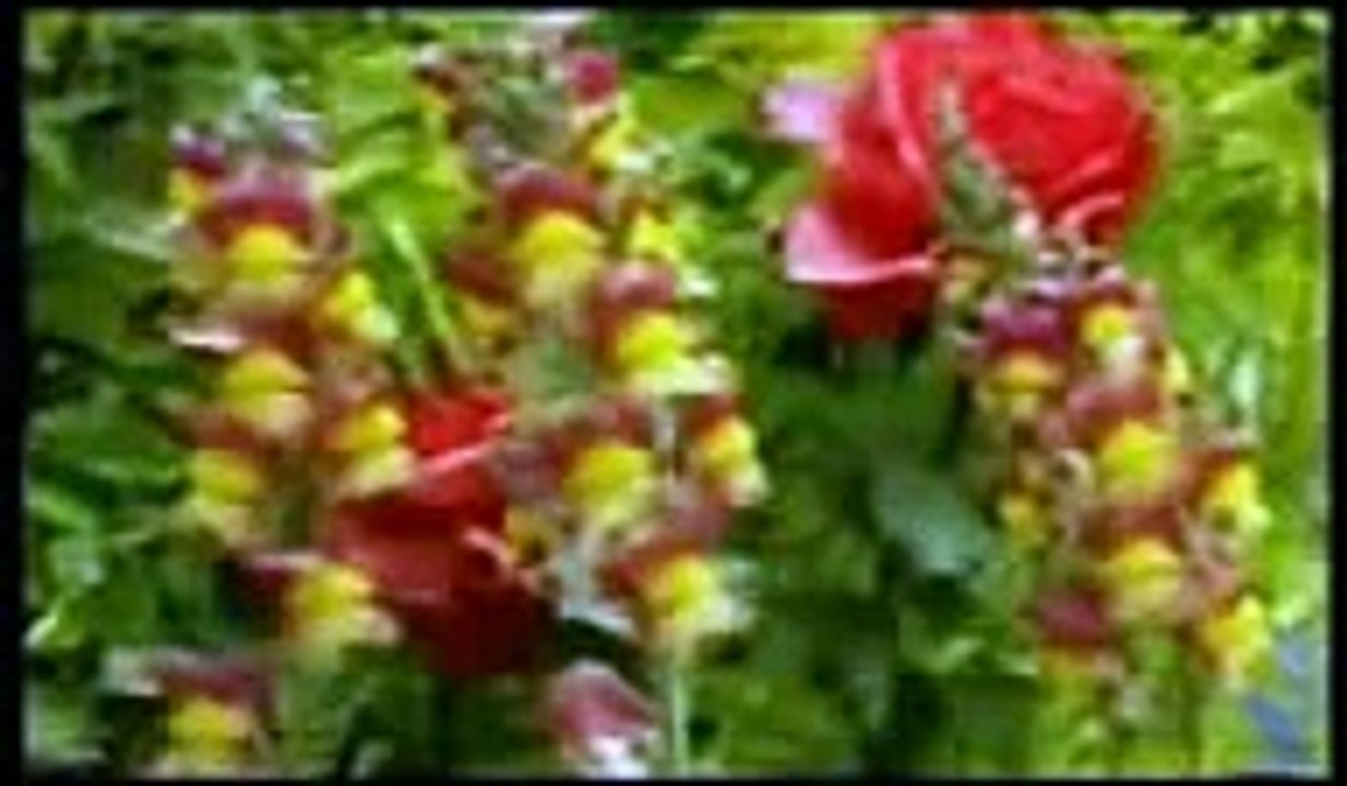 Hasan Dursun - Yak Sultanım Yak