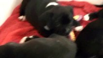 90ème vidéo Chiot n°7 (staffie femelle) de la 17ème portée de Staffordland