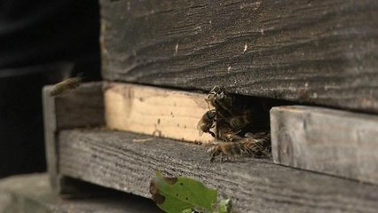 Ariège: décès en masse des abeilles, possible mise en cause de molécules