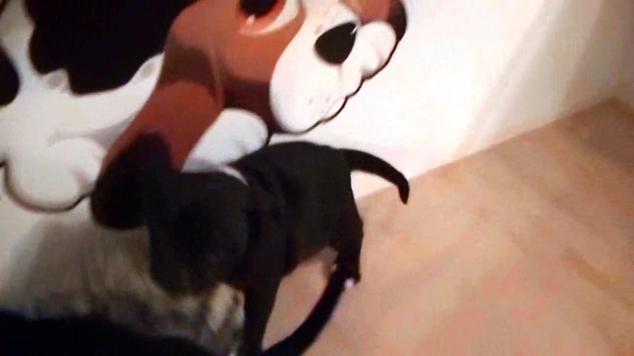 94ème vidéo Le jeu du furet avec la 17ème portée de Staffordland