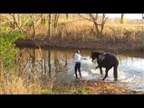 Ce cheval avait peur de l'eau