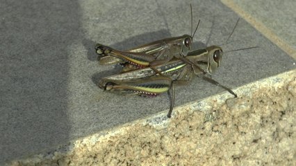 Le voyage de noces d'un couple de criquets