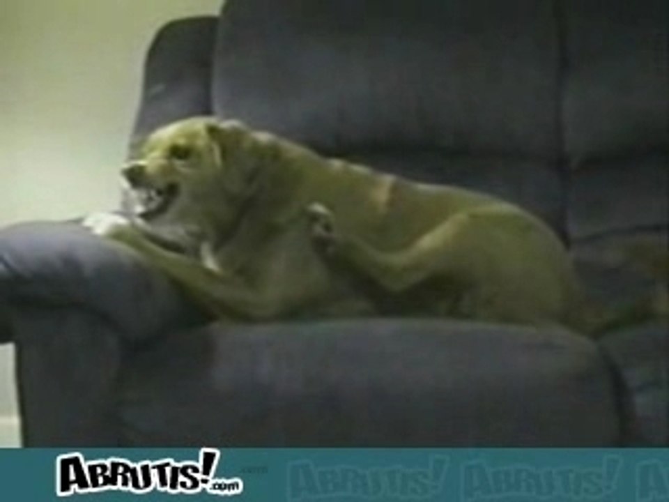 Chien con