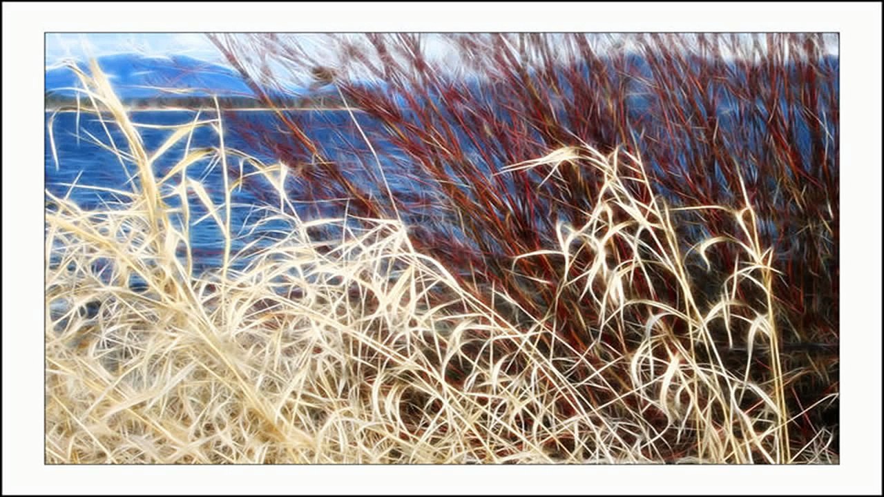 Autumn Grasses (PP)