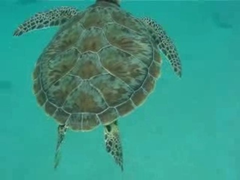 nos vacances a cancun avec les tortues