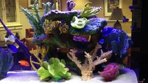 Sawgrass, FL. Custom Aquarium 904.588.2700 Sawgrass, Florida.