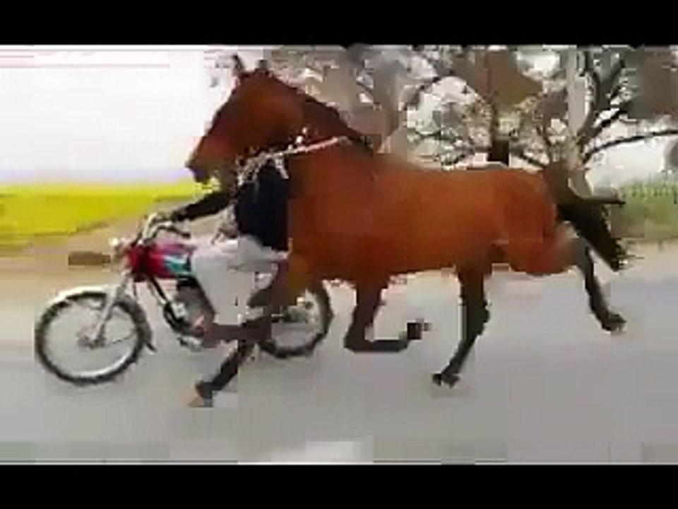 hourse runing
