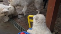 Samoyed puppy drives a toy car