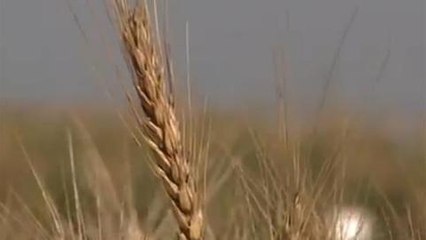 Mexico farmer innovates for production boost