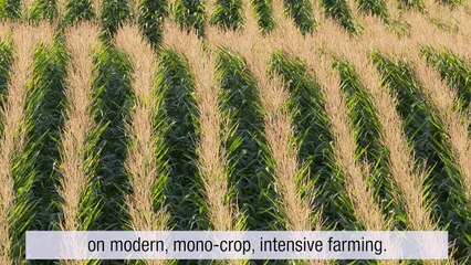 OGM : le poids des symboles a été sous-estimé. ITV de Bernard Chevassus-au-Louis