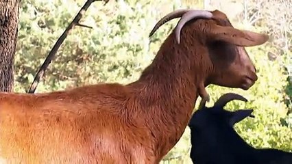 TV3 - Telenoticies - Un refugi per als animals granja