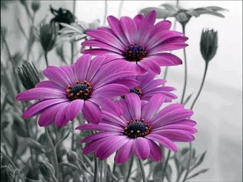 QURAN LAST 3 SURATS SURAT IKHLAS SURAT FALAQ SURAT NAAS