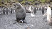 Dans l'Antarctique-Sud, des otaries agressent sexuellement des manchots