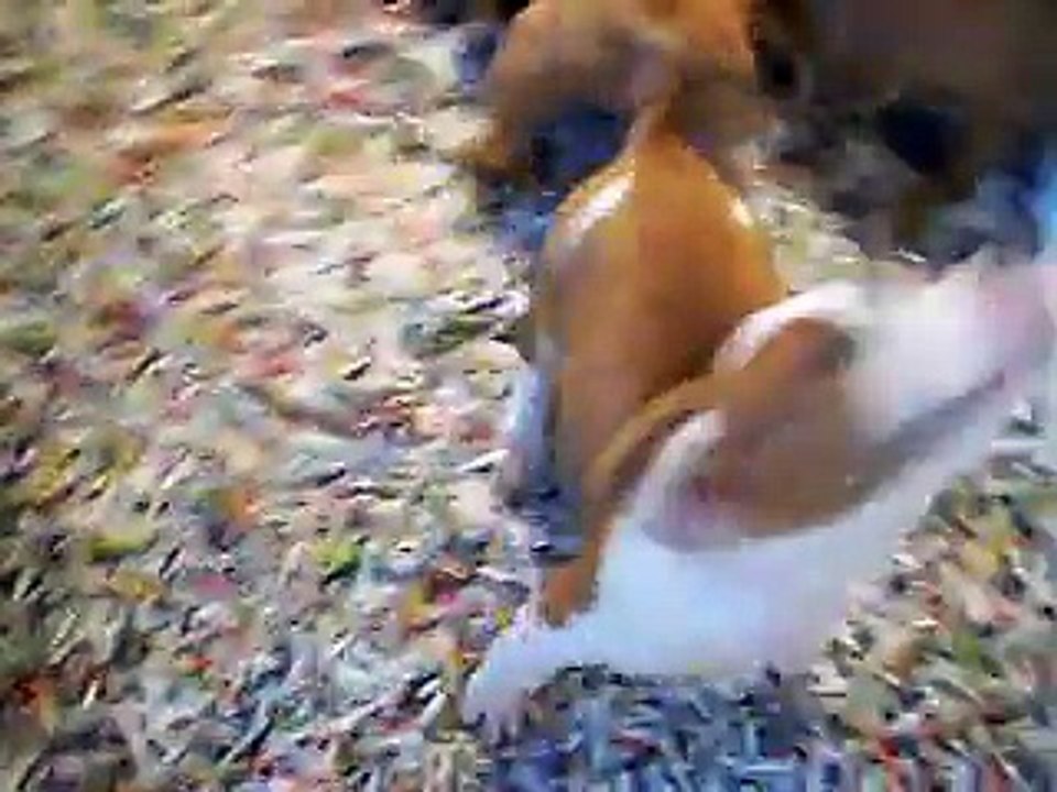 vidéo du 18.11.14  de Jaelle,Joy,Justice, Jeska,et un des frères ...