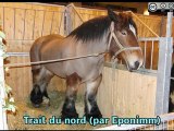 Races chevaux de trait
