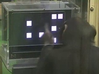 Are You Smarter Than A Chimp