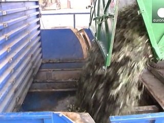 Olio di oliva, annata disastrosa per il Sud Europa