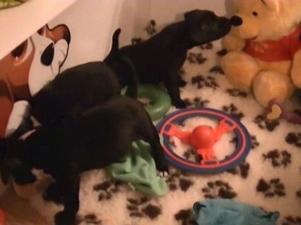 96ème vidéo Votre Animateur préfèré et la 17ème portée de Staffordland