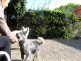 clickertraining Australian Cattle dog Moos