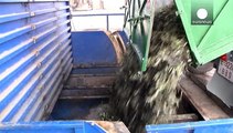 Produção de azeite arrasada no sul da Europa pela mosca da azeitona e a chuva