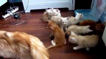 Yavrularını Korkutan Anne Kedi