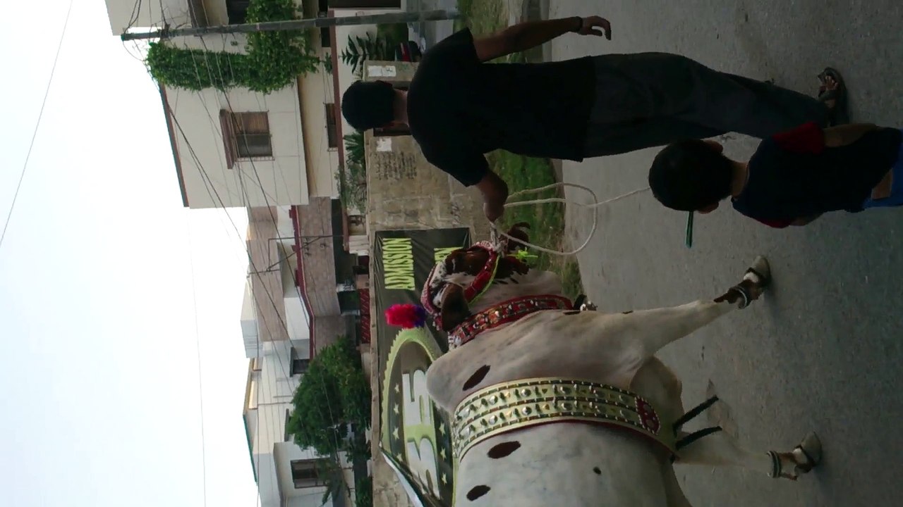 bakra eid Salman 2014 cow walk
