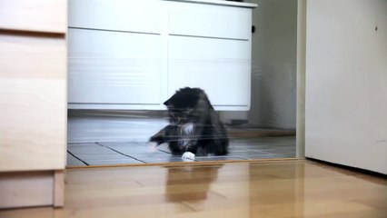 Trolling My Cat With A Laser Pen and Saran Wrap