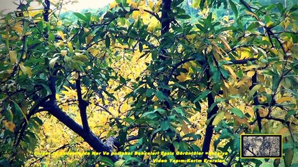 Çelpez.tv Akdamlarda Nar Ve portakal Bahçeleri Eşsiz Görüntüler = Antalya