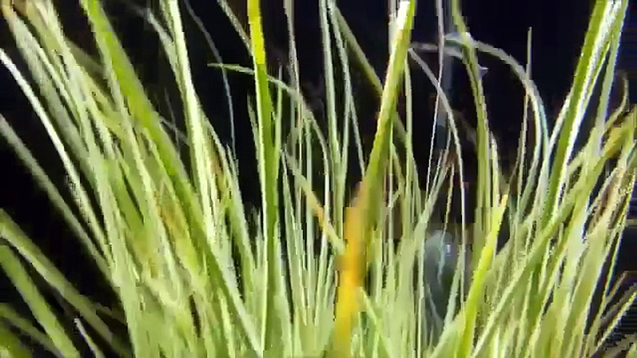 In the event that Arowana Secrets Revealed! - The Leading Guide To All Th you would like