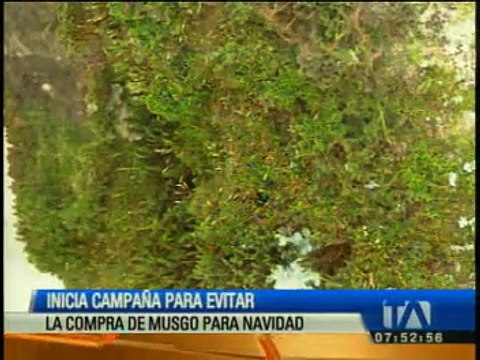 Autoridades realizarán operativos contra la venta de musgo