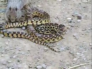 Un ecureuil se bat contre un serpent