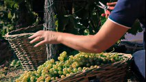 Innovation & Tradition Ensure Sustainability For MARTINI® Sparkling Wine