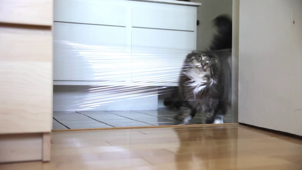 Trolling his Cat With A Laser Pen and Saran Wrap. So hilarious cat FAIL