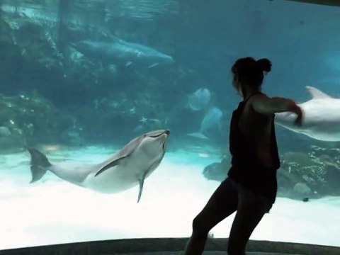 Une fille fait rire un dauphin en faisant la roue