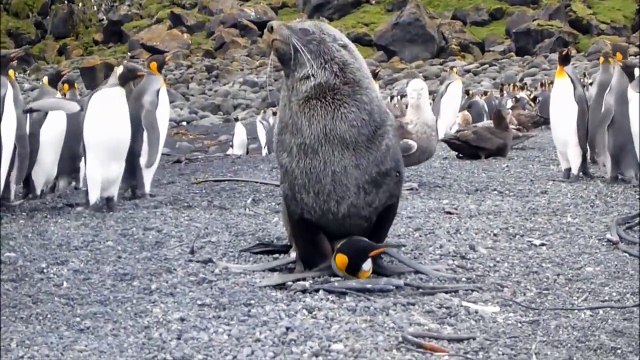 Une otarie agresse sexuellement un manchot