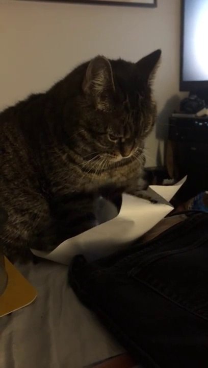 Un chat obsédé par une feuille de papier