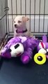 Bichon Frise Chihuahua Mix Playing With Her Toys