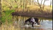 Apprehensive horse discovers that splashing water is fun