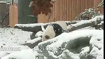 Giant panda tumbles and rolls in the snow