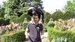 Hund auf dem Rücken balancieren - Tutorial - Clickertraining - Hunde Tricks beibringen