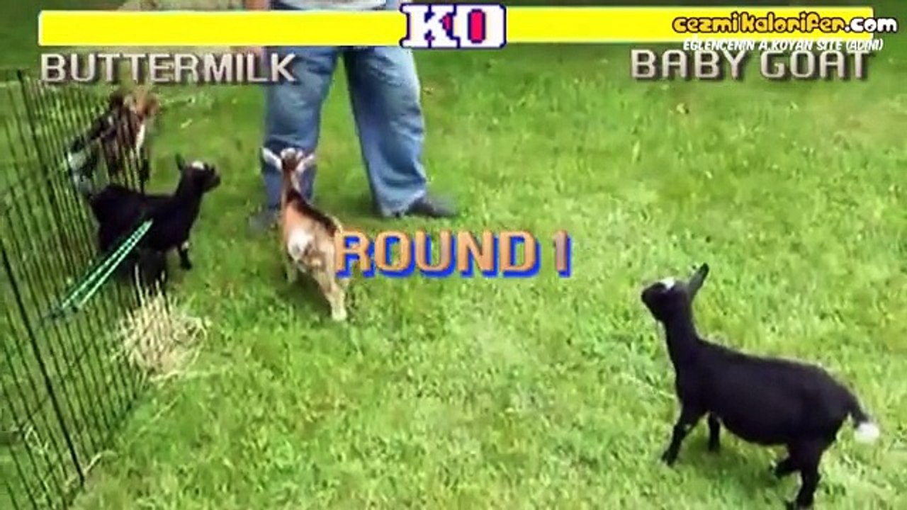 Keçi Ve Koyunlu Street Fighter
